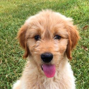 Meet your Posher, Mandie